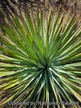 30147 RapCactus Raimondo Paladini